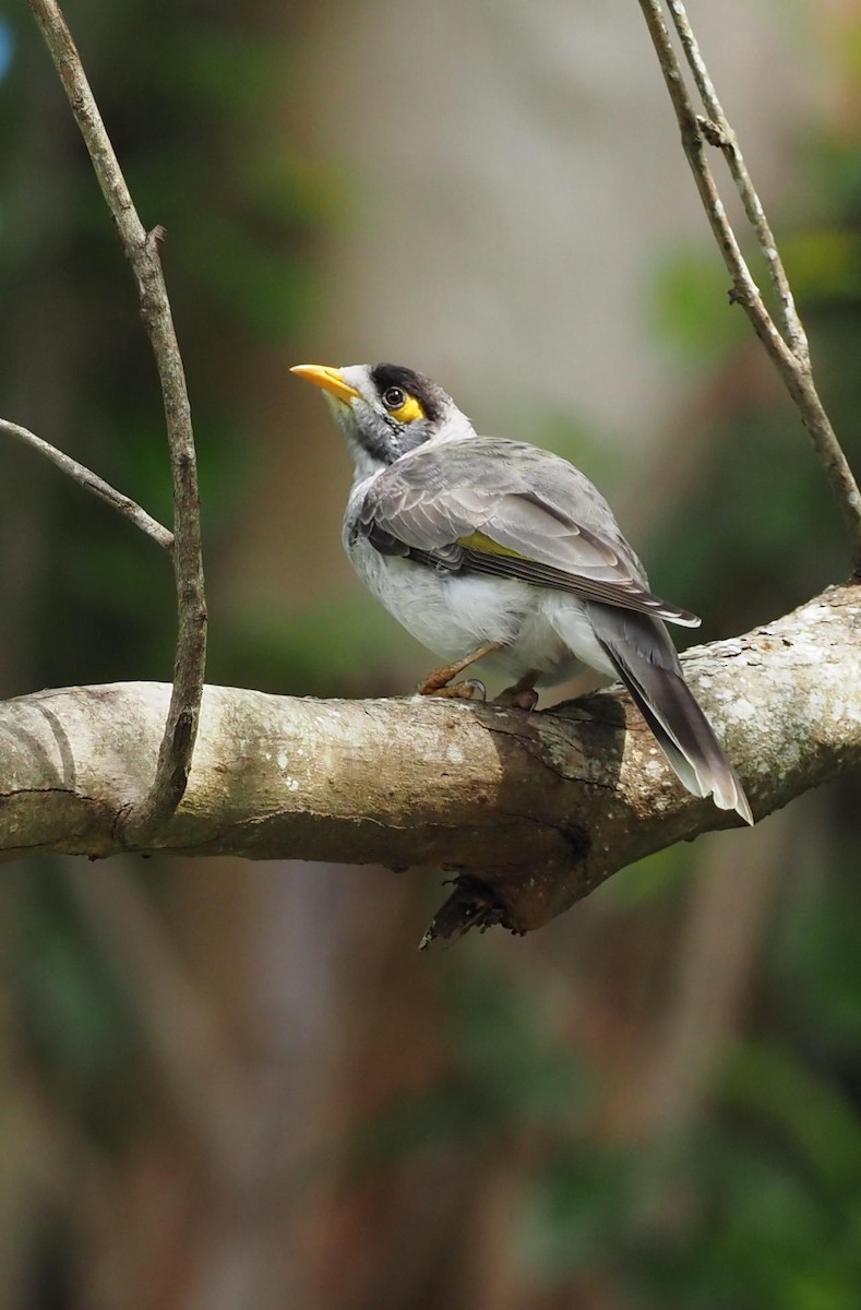 Noisy Miner - ML614800675