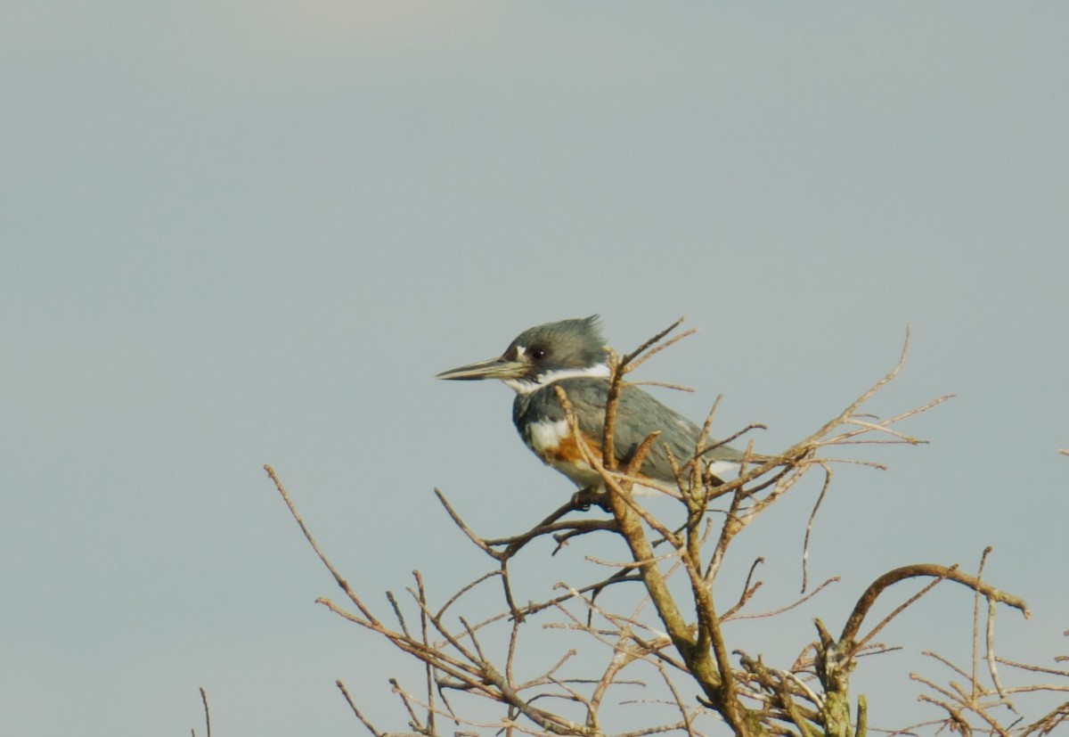 Belted Kingfisher - ML614800677