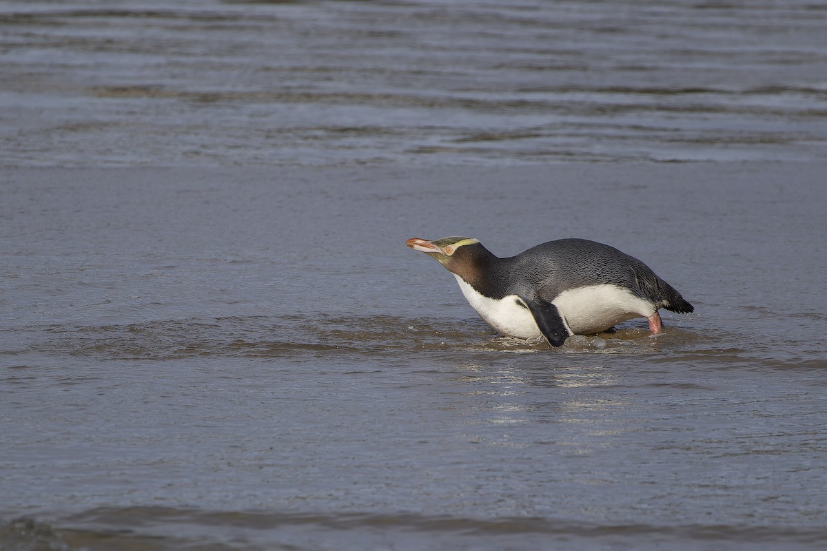 Yellow-eyed Penguin - Oscar Thomas