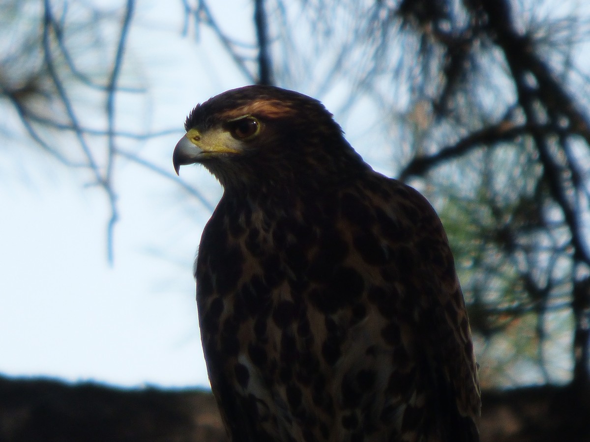 Harris's Hawk - Antonieta Gonzalez Soto