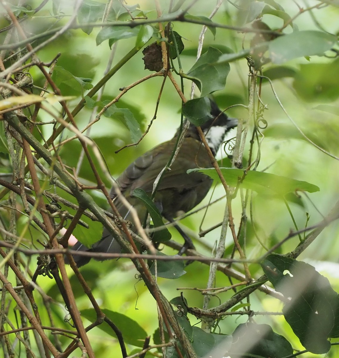 Eastern Whipbird - ML614800697