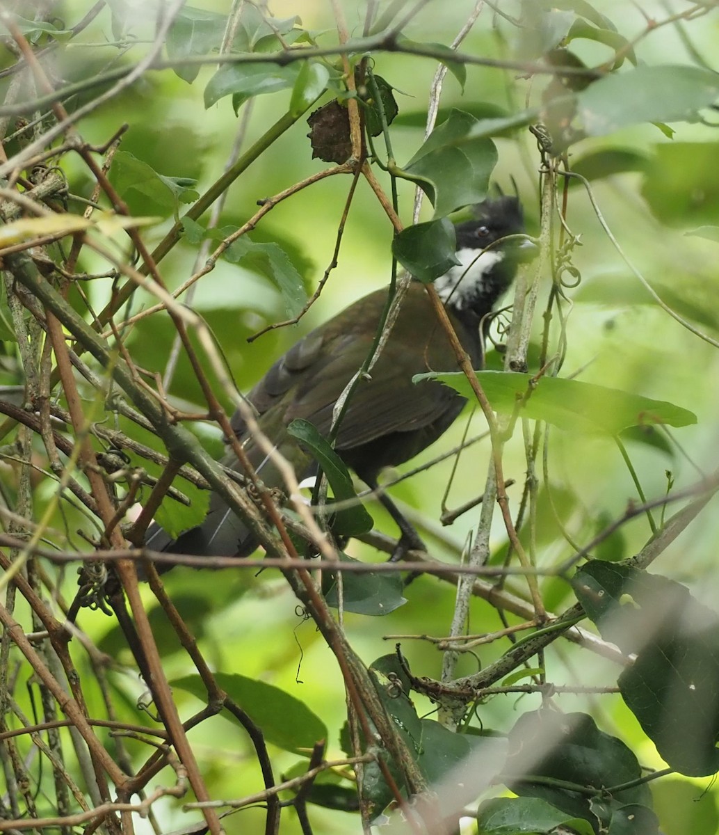 Eastern Whipbird - ML614800700