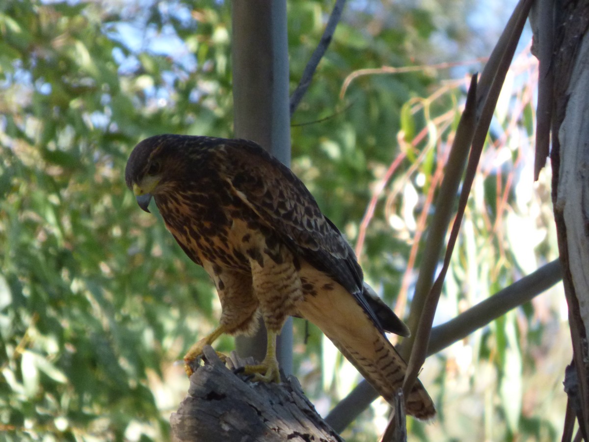 Harris's Hawk - Antonieta Gonzalez Soto