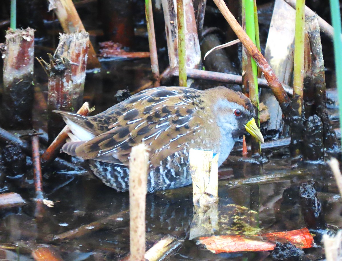 Polluela Sora - ML614800710