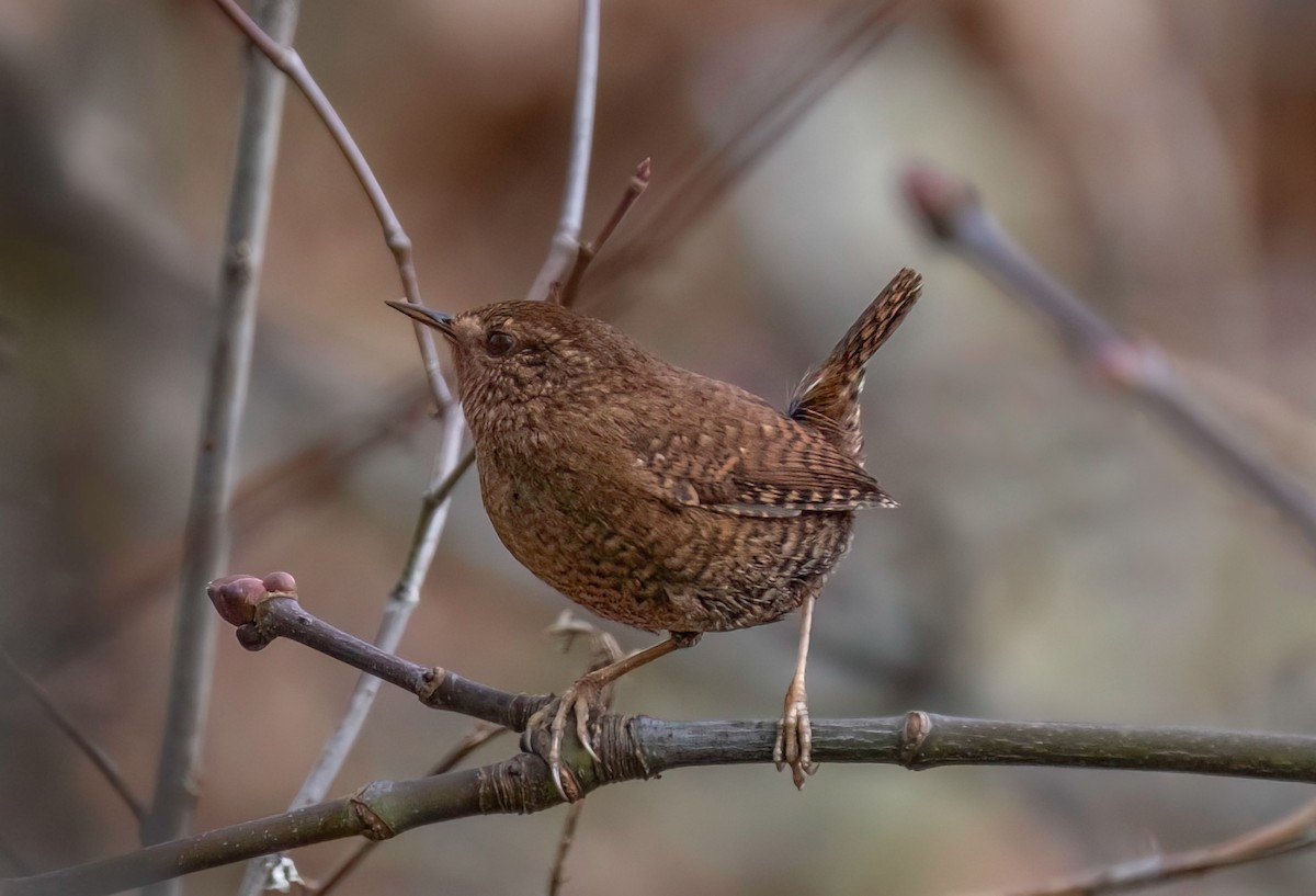 Pacific Wren - ML614800726