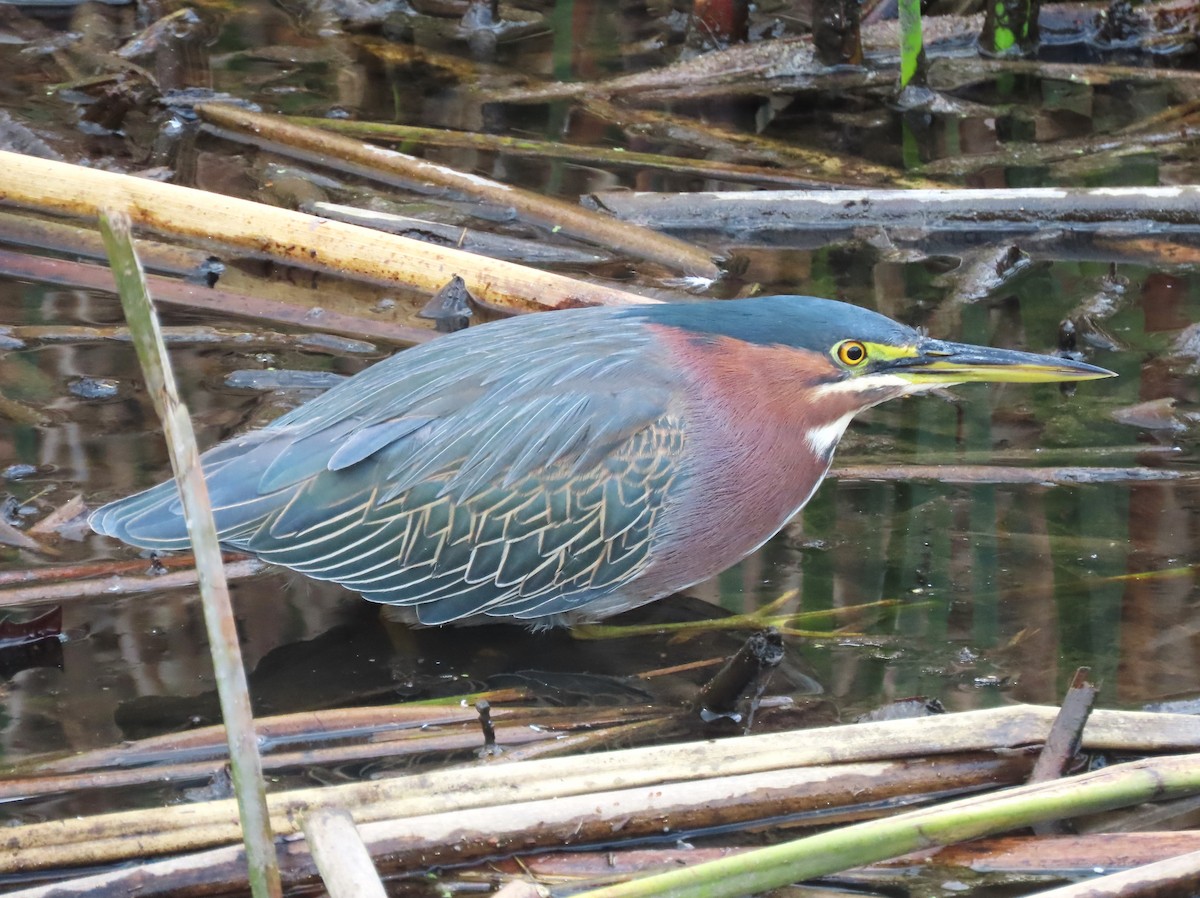 Green Heron - ML614800734