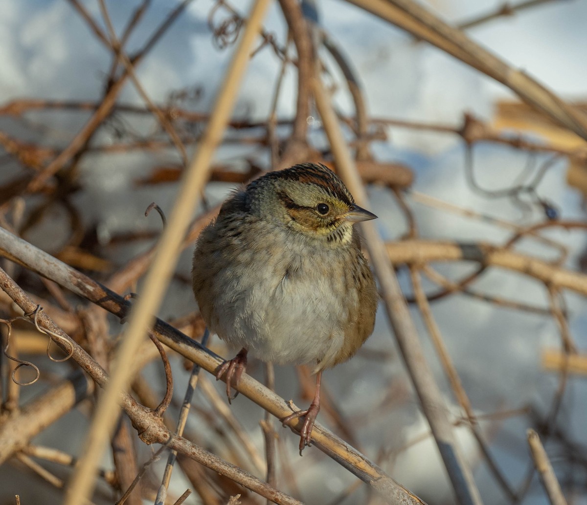 Swamp Sparrow - ML614800736