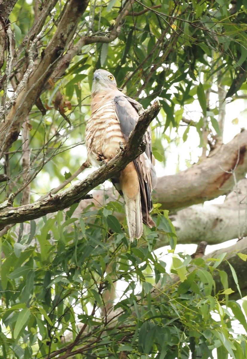 Pacific Baza - ML614800739