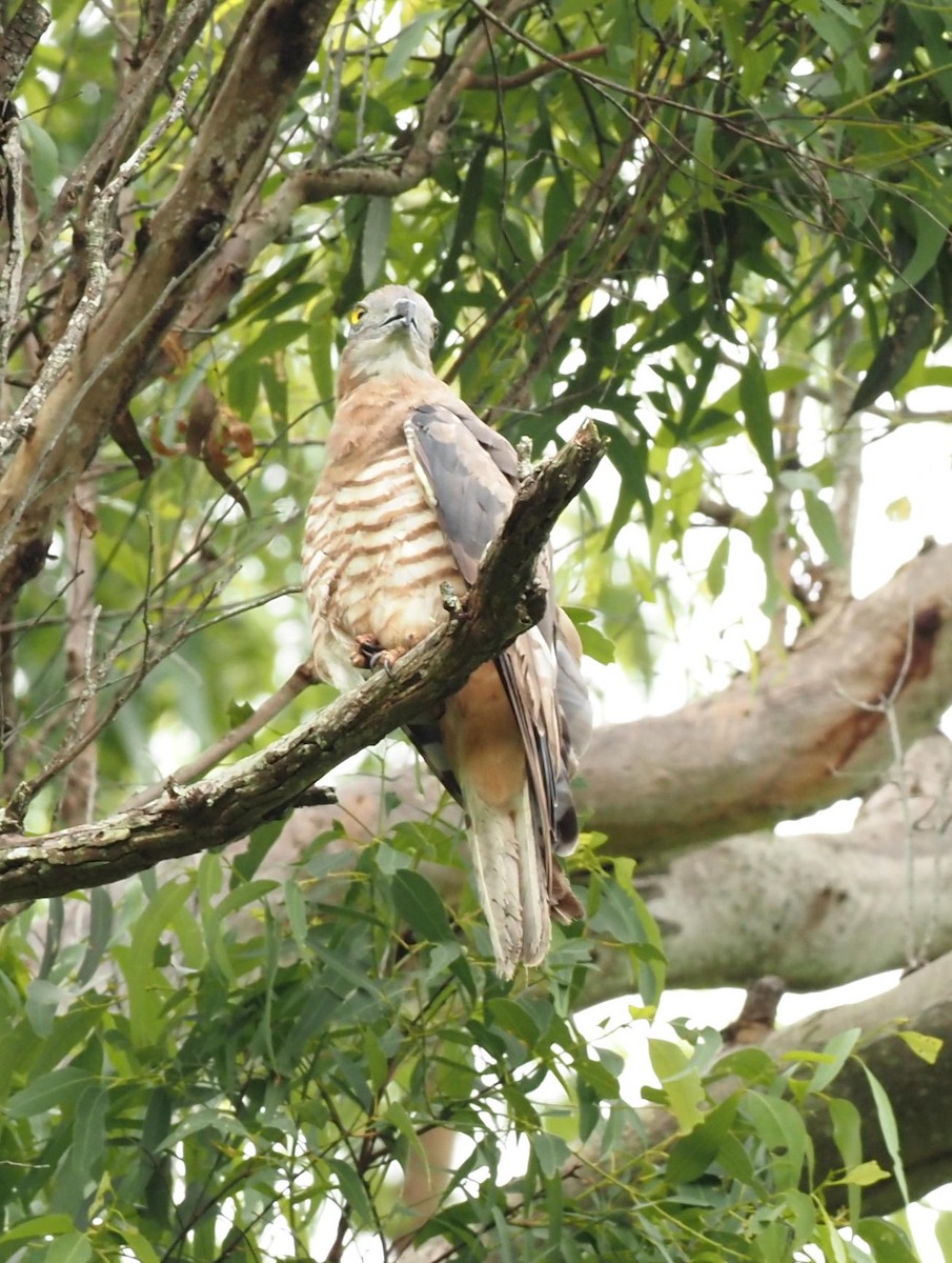 Pacific Baza - ML614800740