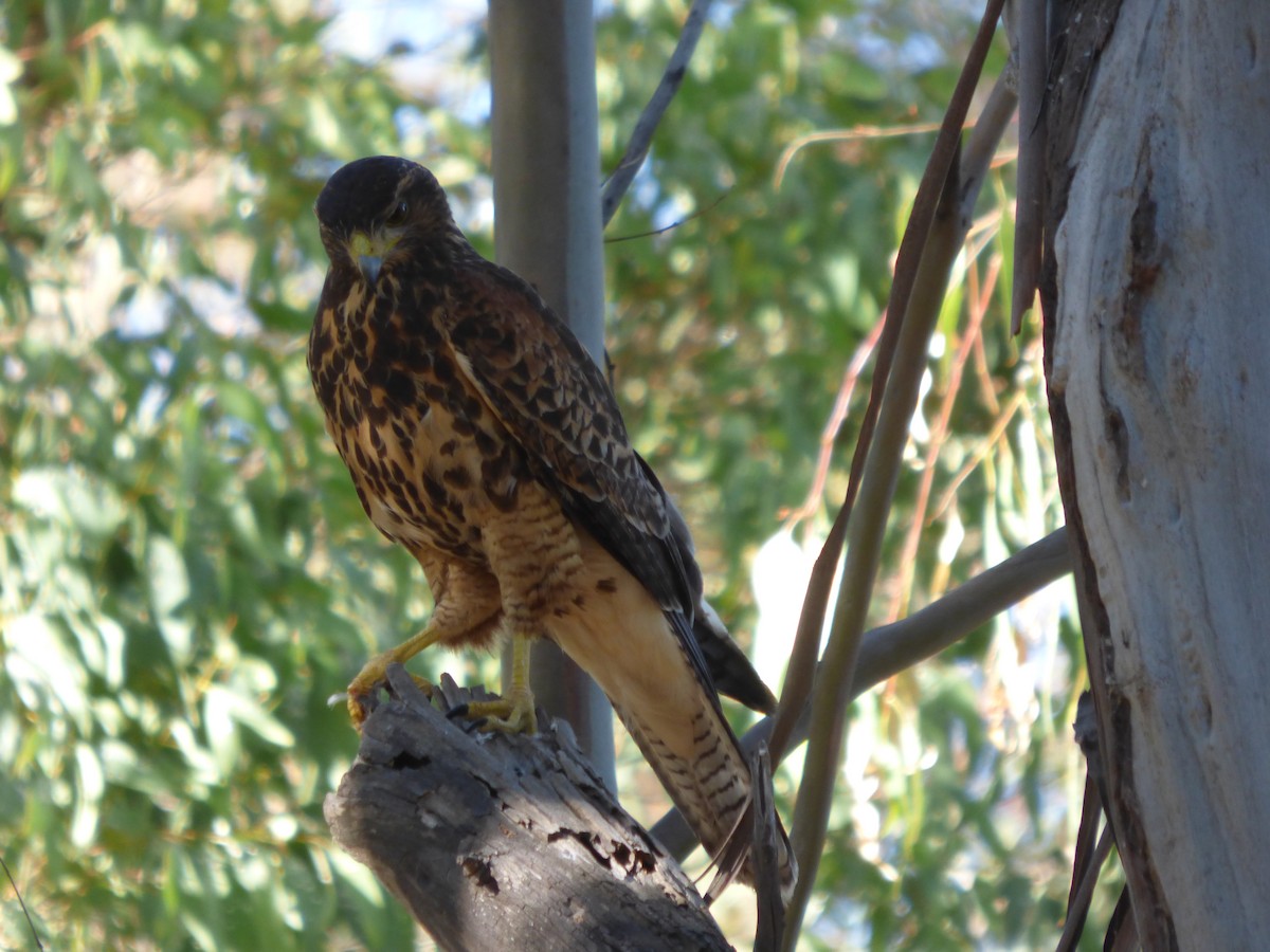 Harris's Hawk - ML614800792