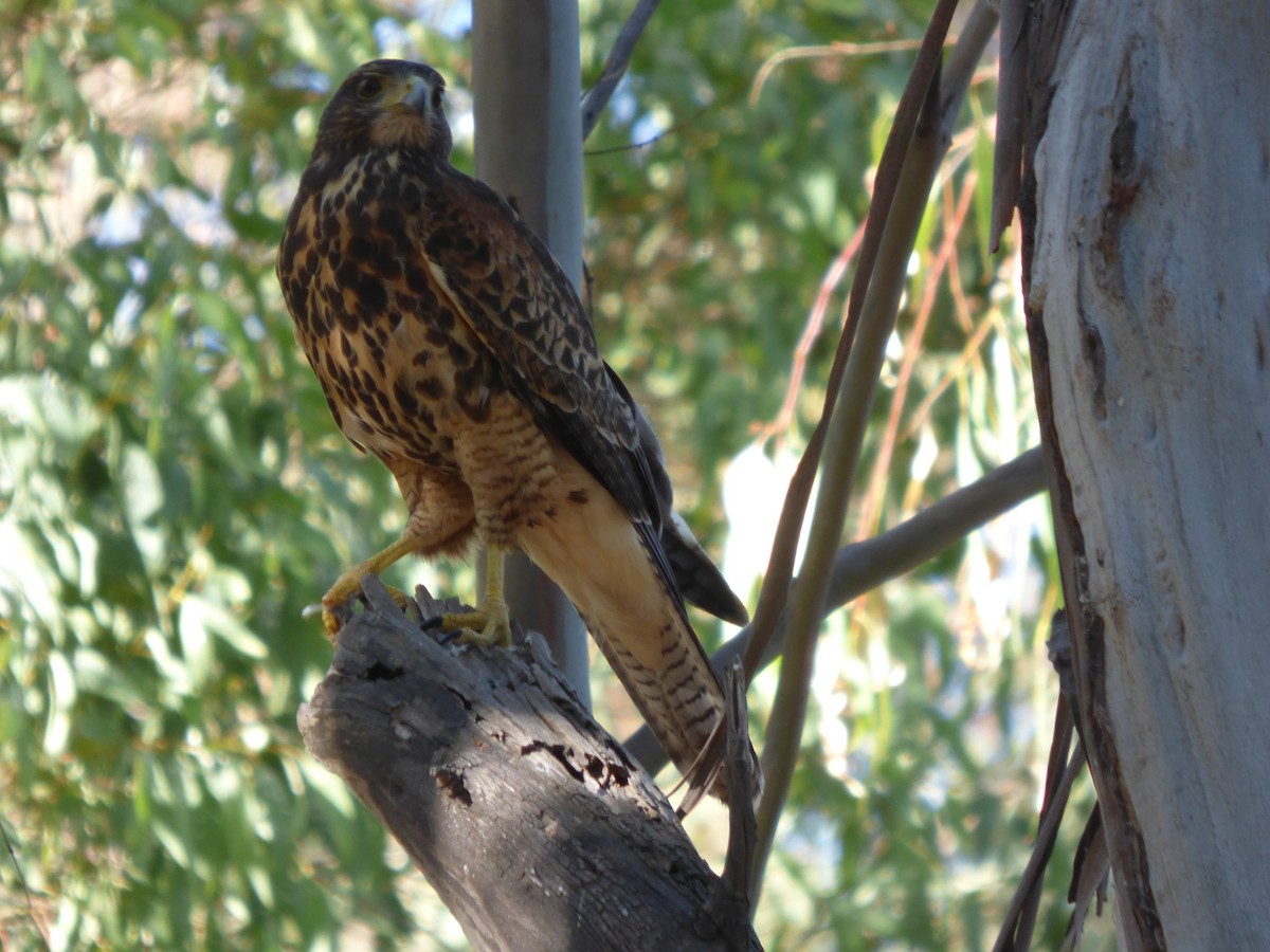 Harris's Hawk - Antonieta Gonzalez Soto