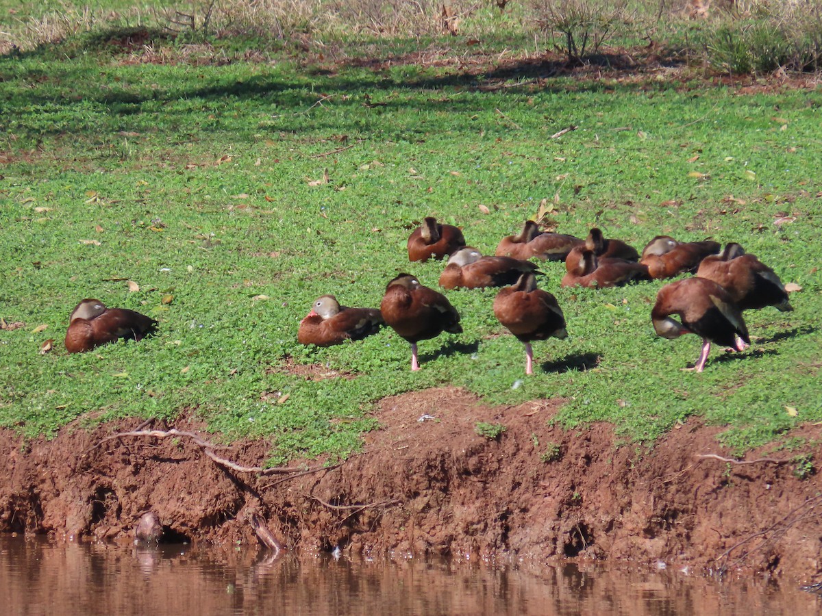 Black-bellied Whistling-Duck - Lawanda Mobley