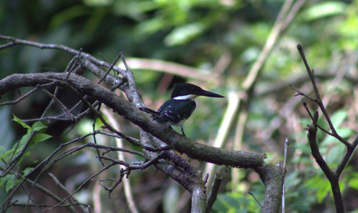 Green Kingfisher - Iyok Madriz Guevara