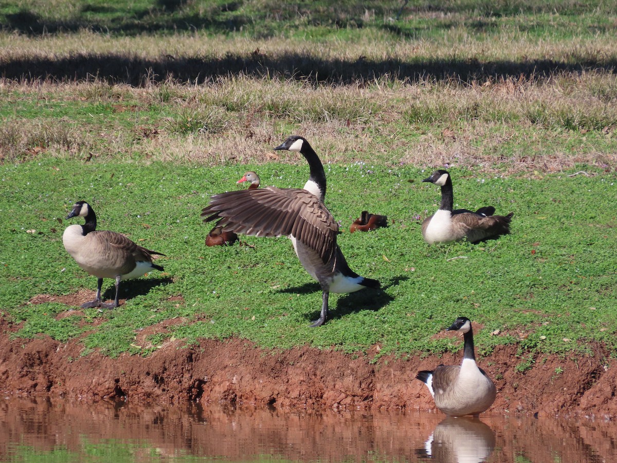 Canada Goose - ML614800857