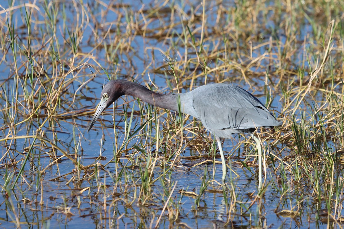 Little Blue Heron - ML614800859