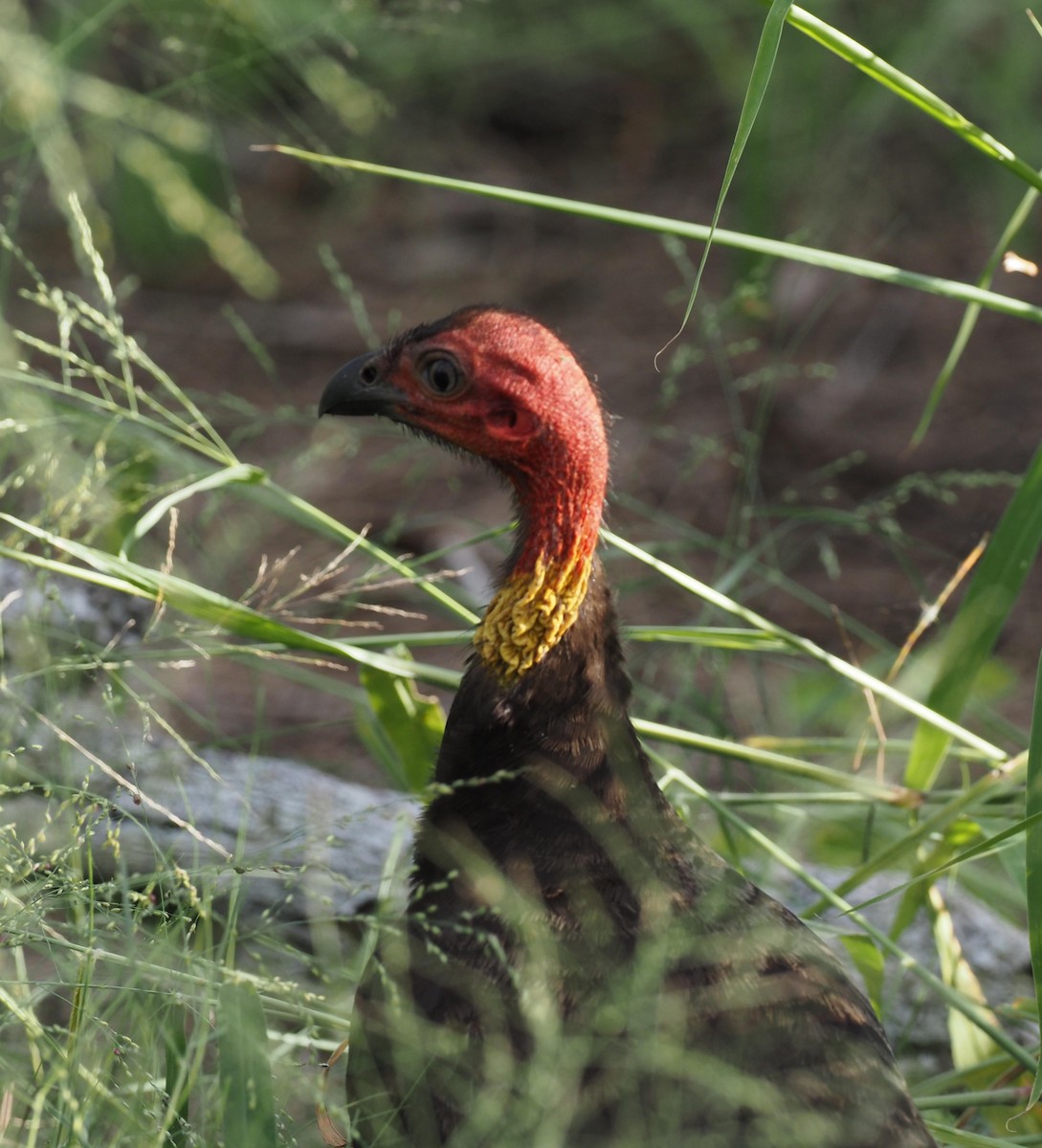 Australian Brushturkey - ML614800897