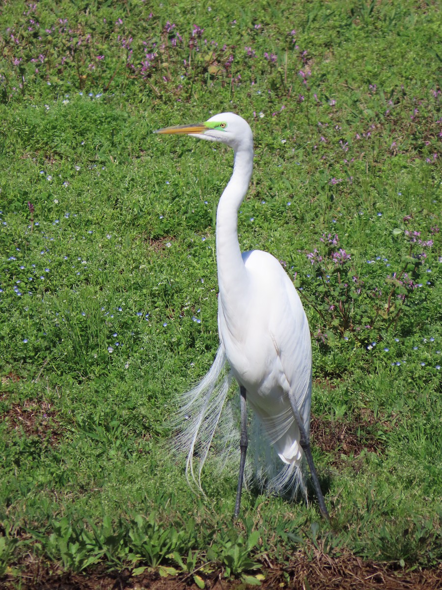 Grande Aigrette - ML614800953