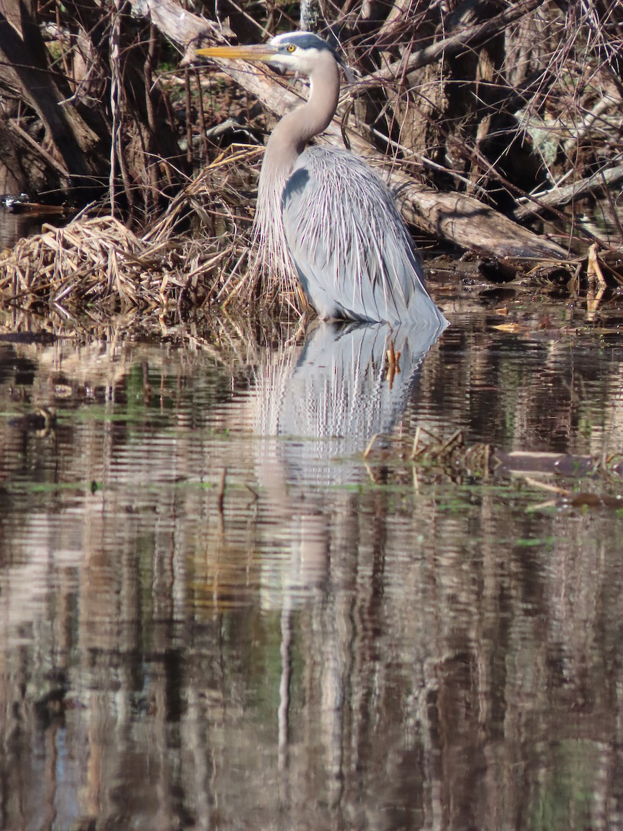 Great Blue Heron - ML614800976