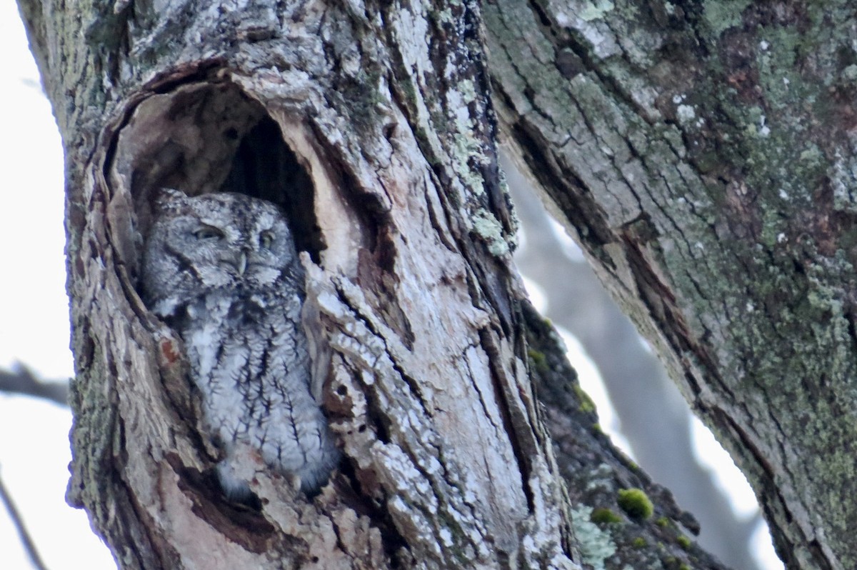 Eastern Screech-Owl - ML614801006