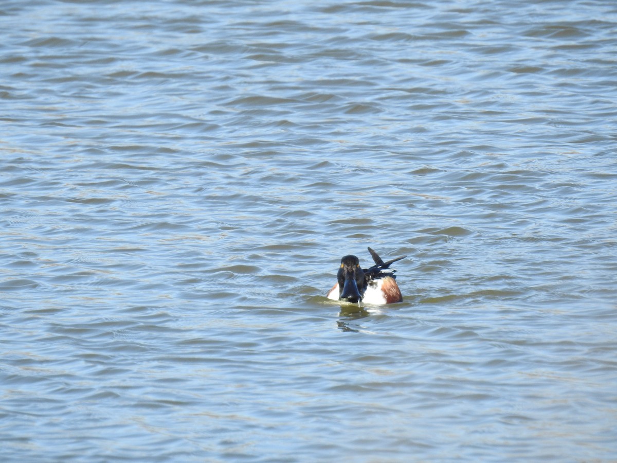 Northern Shoveler - Jeremy Birket