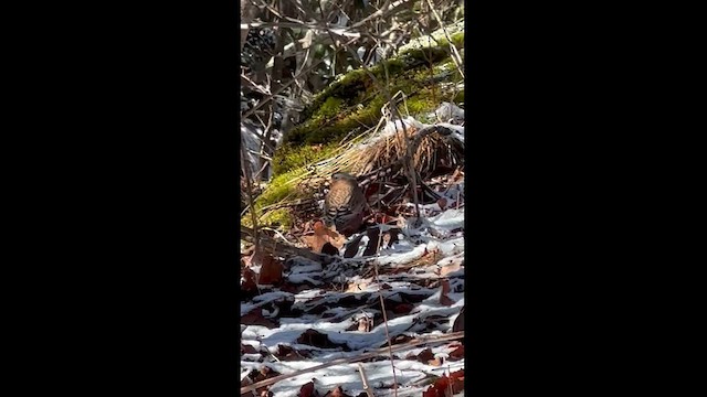 grånakkefjellfink - ML614801014