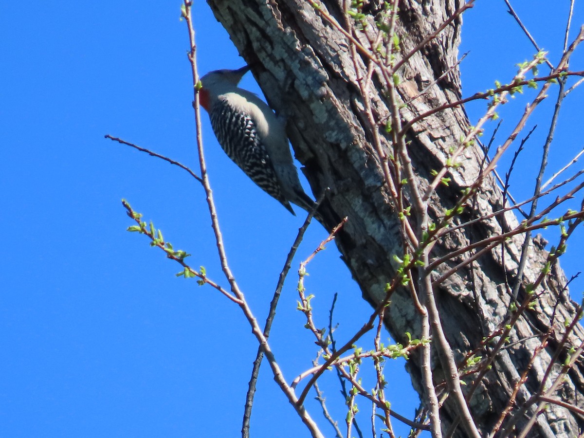 Red-bellied Woodpecker - Lawanda Mobley