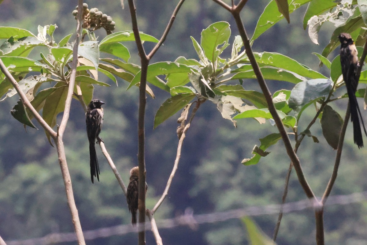 Red-collared Widowbird - ML614801036