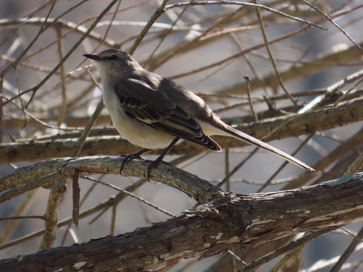 Northern Mockingbird - Lawanda Mobley