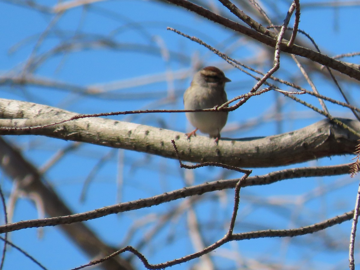 Chipping Sparrow - Lawanda Mobley