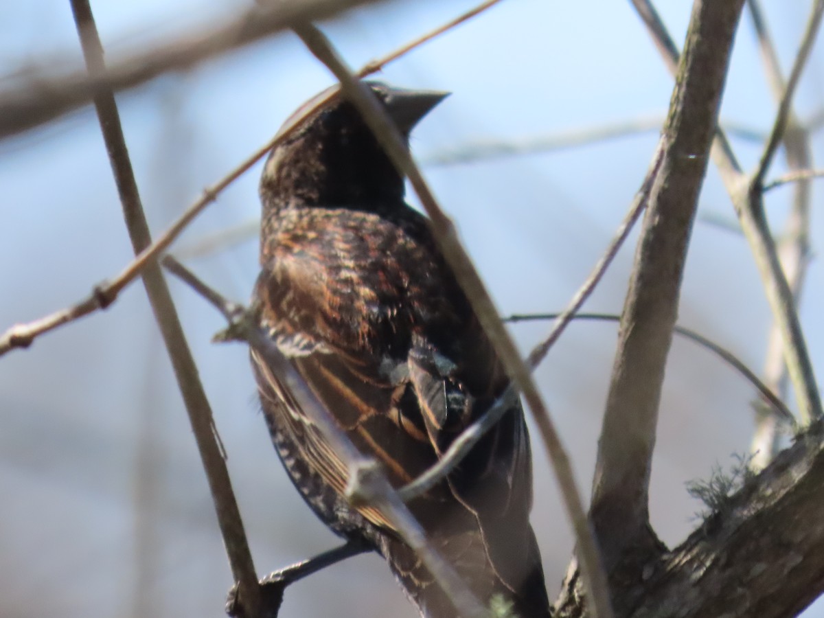 Red-winged Blackbird - ML614801128