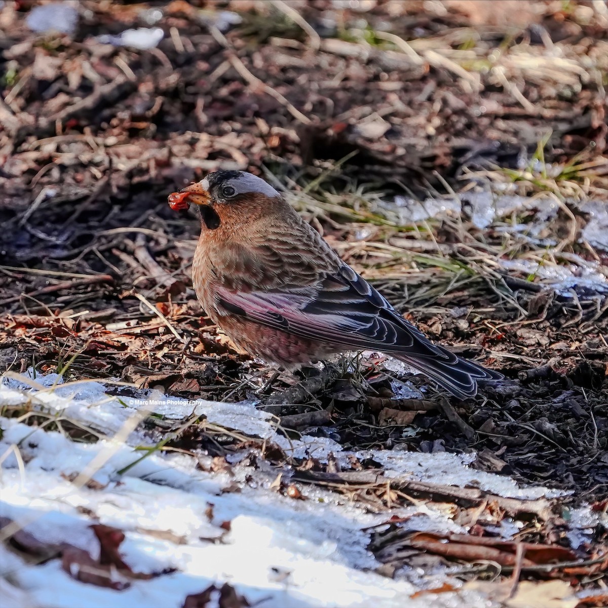 Gray-crowned Rosy-Finch - ML614801144