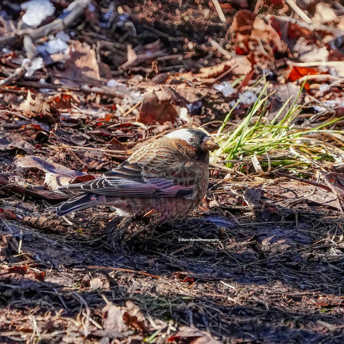 Gray-crowned Rosy-Finch - ML614801146