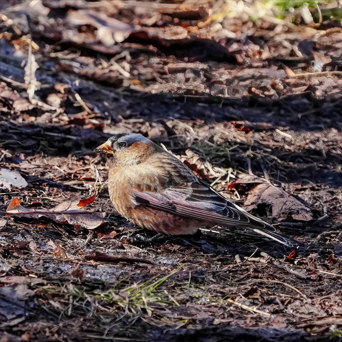 Gray-crowned Rosy-Finch - ML614801147