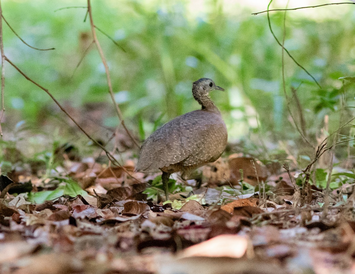 White-throated Tinamou - Luis Morais /  Hiléia Expeditions
