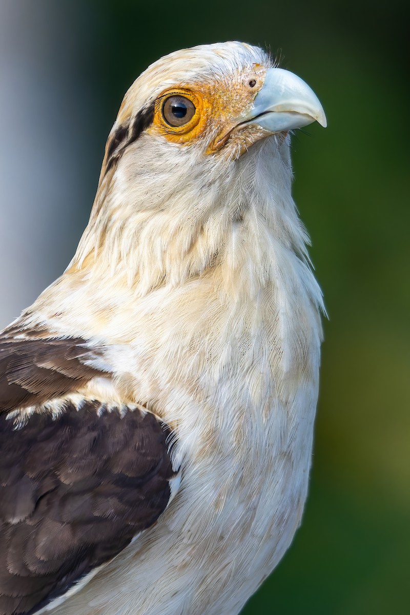 Yellow-headed Caracara - ML614801270