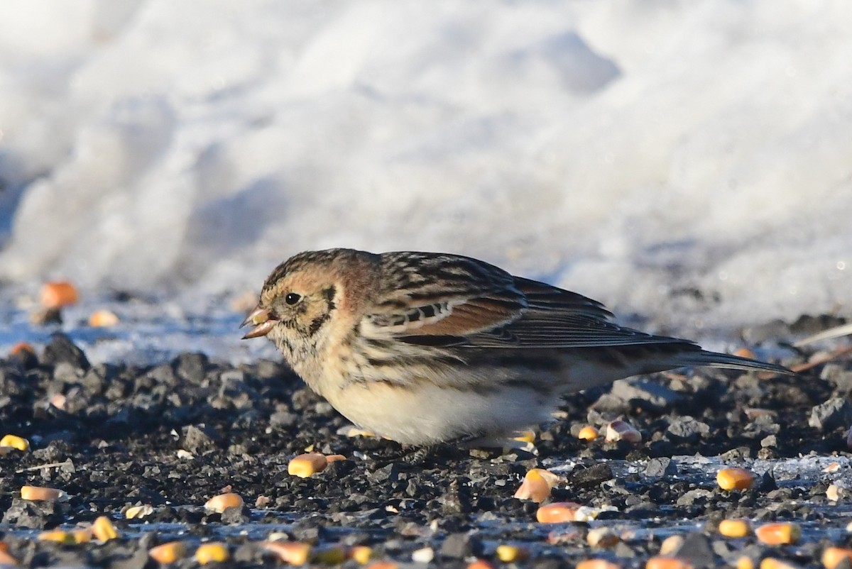 Lapland Longspur - Michele Chartier