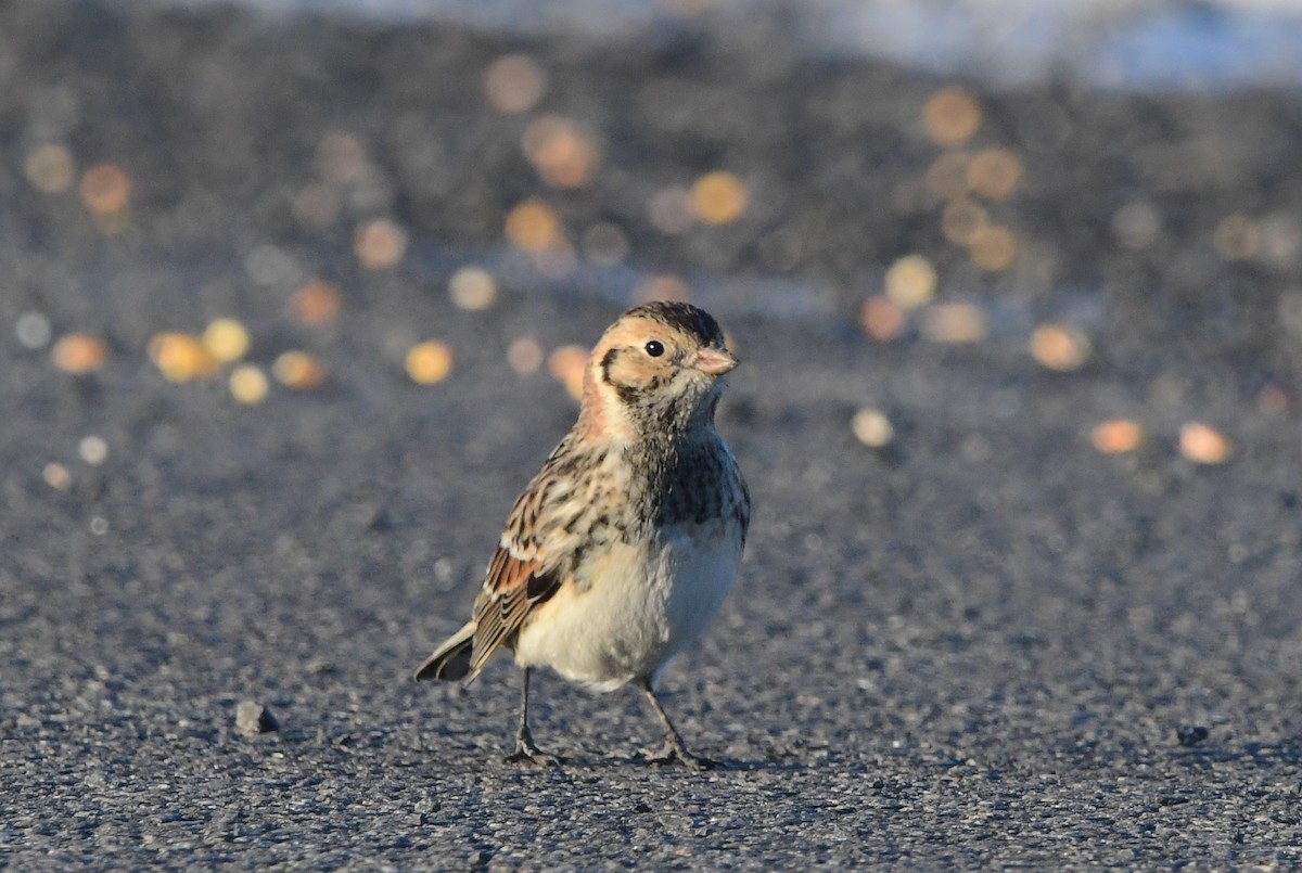 Lapland Longspur - Michele Chartier