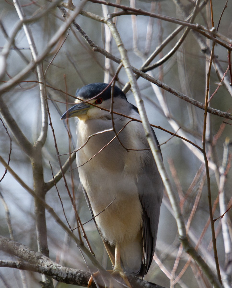 Black-crowned Night Heron - Craig Tumer