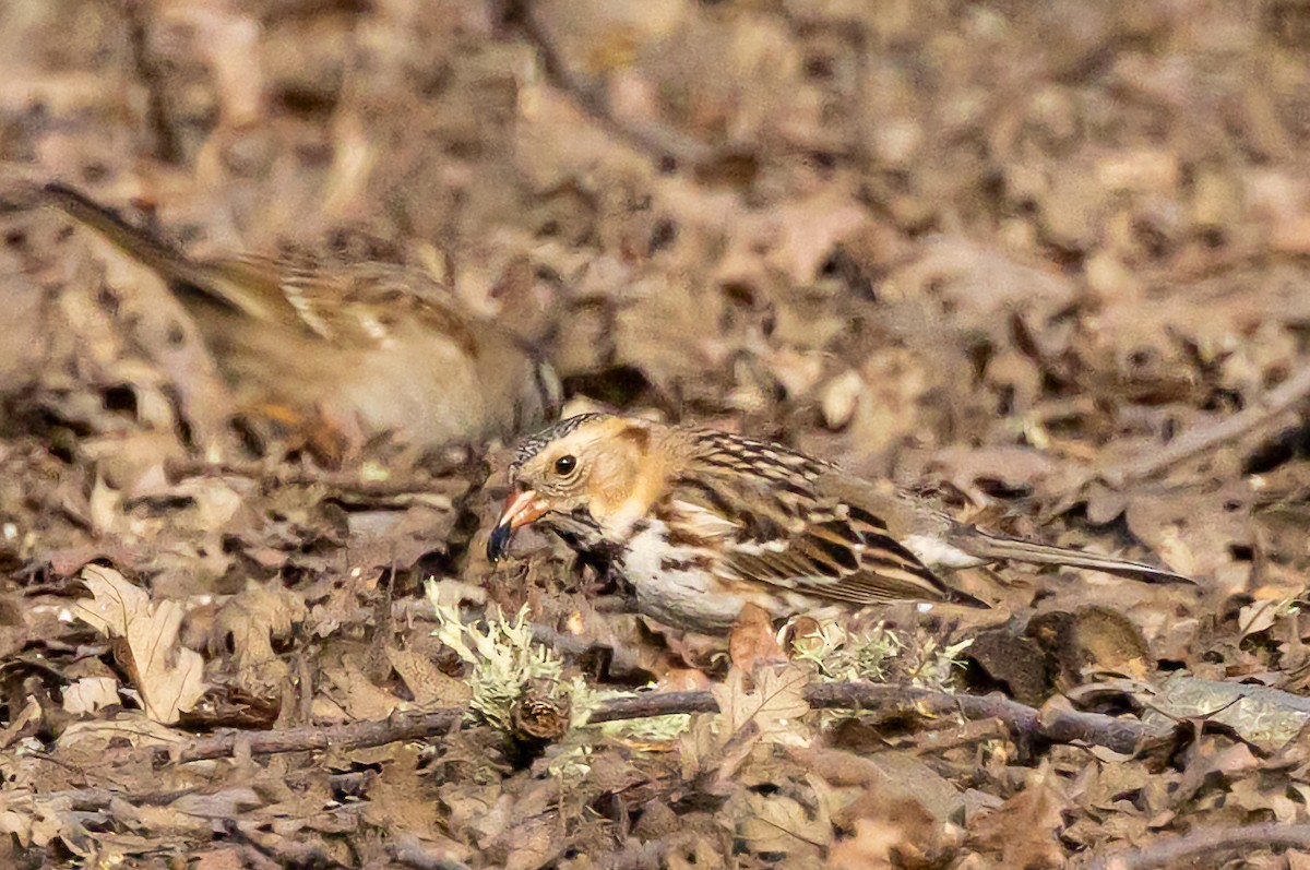 Harris's Sparrow - ML614801426