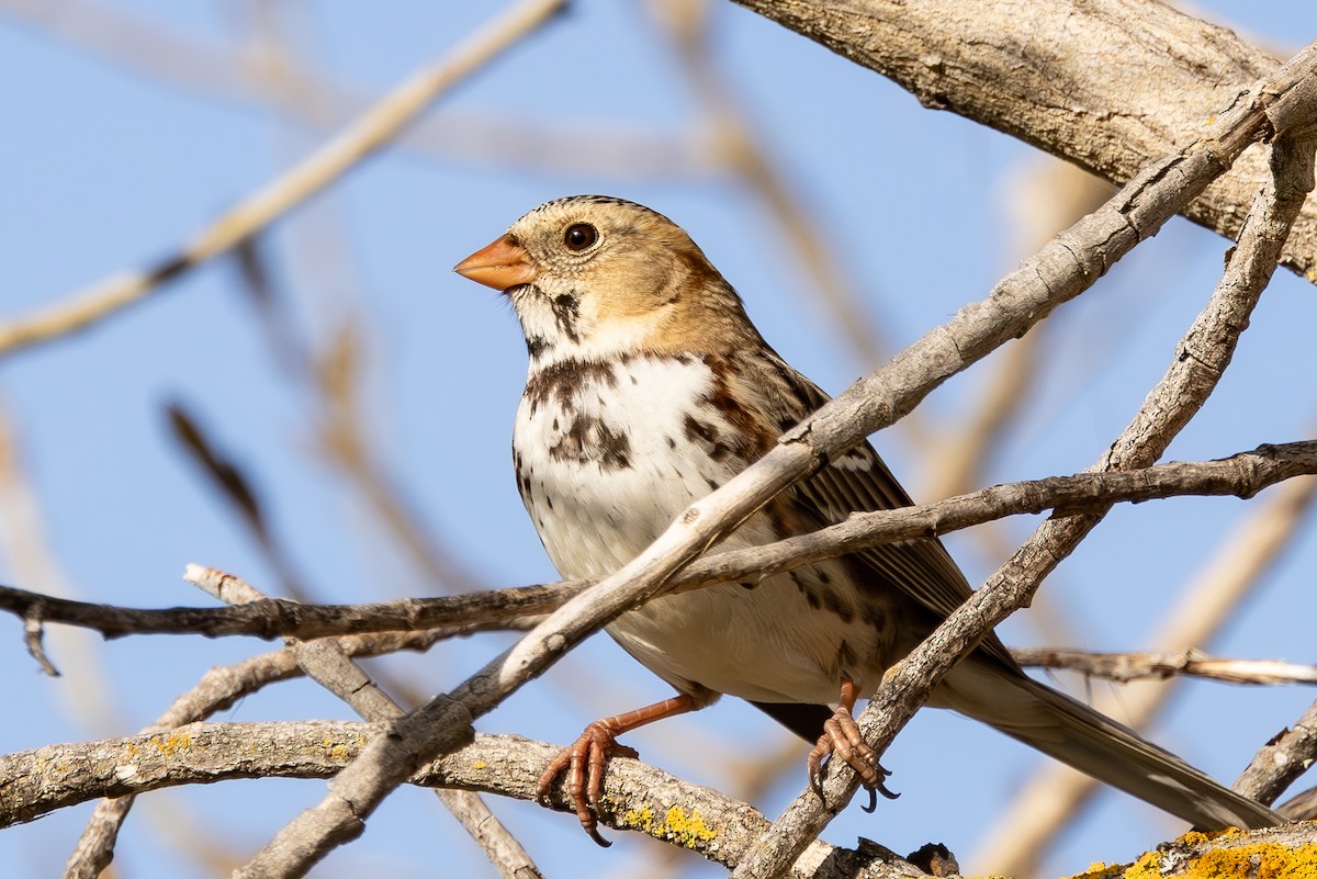 Harris's Sparrow - ML614801427