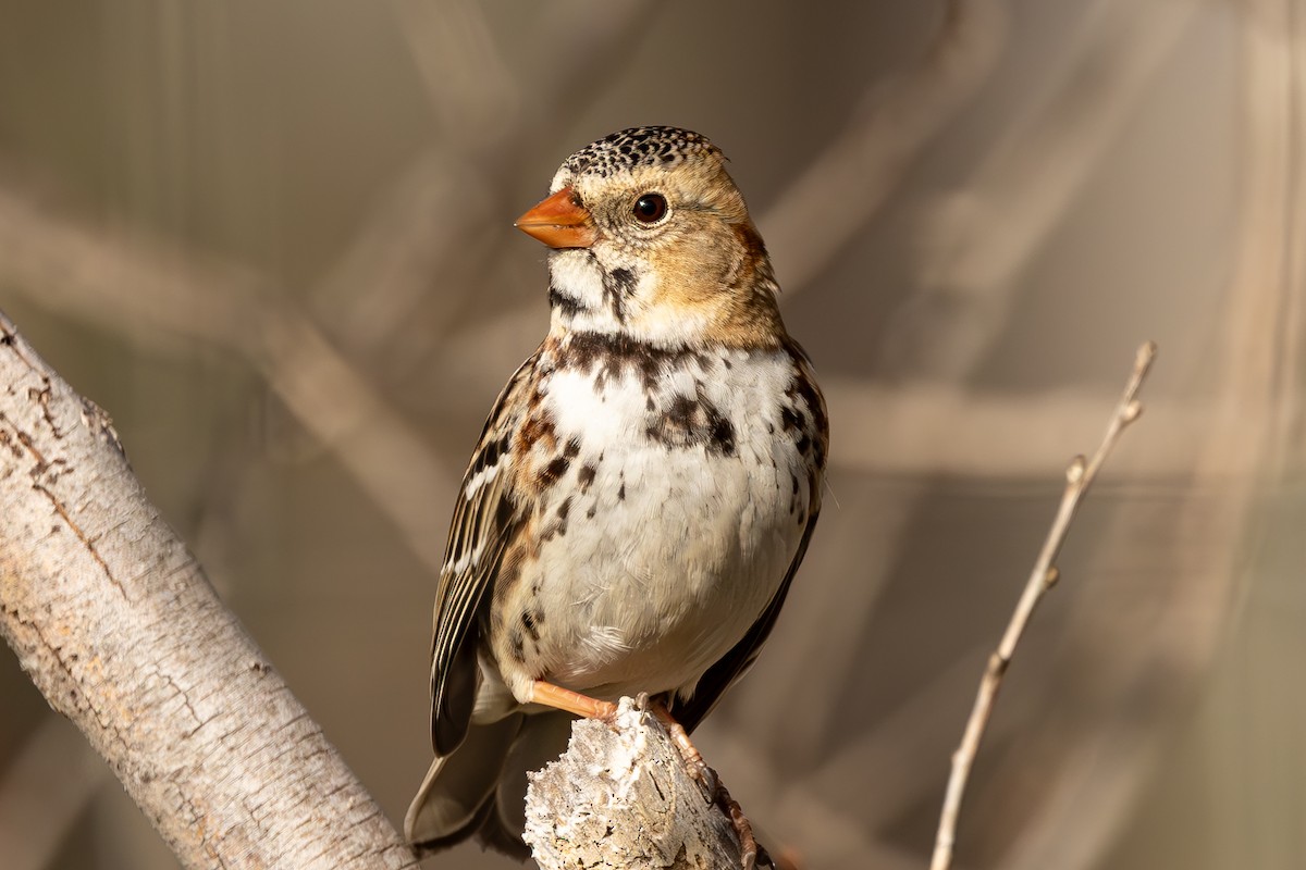 Harris's Sparrow - Roger Adamson