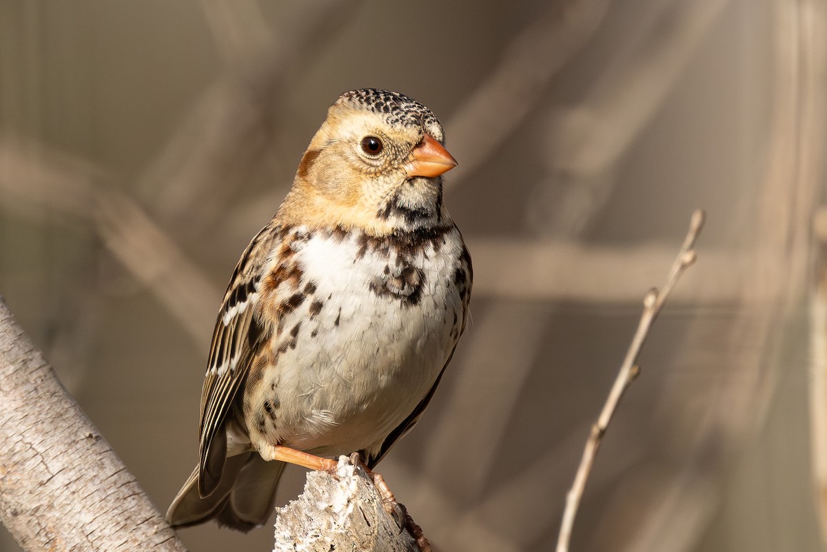 Harris's Sparrow - ML614801429