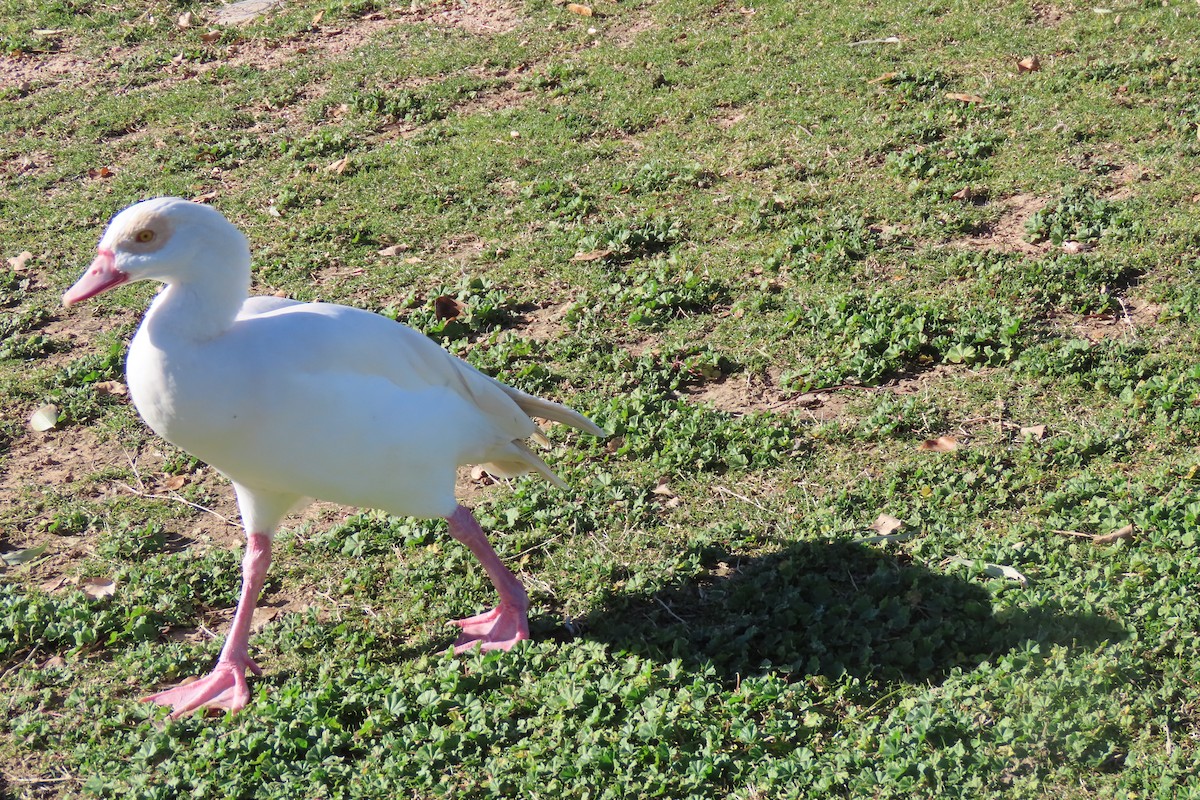 Nilgans - ML614801517