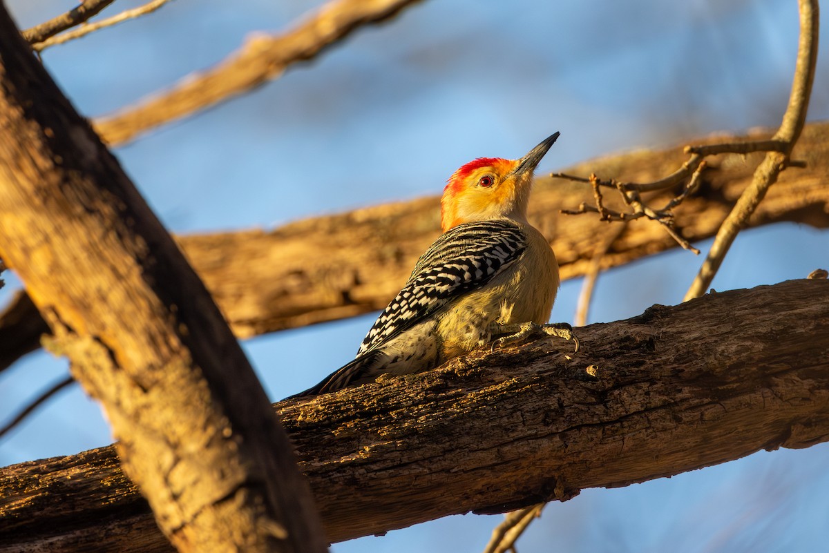 Red-bellied Woodpecker - Chris Kennelly