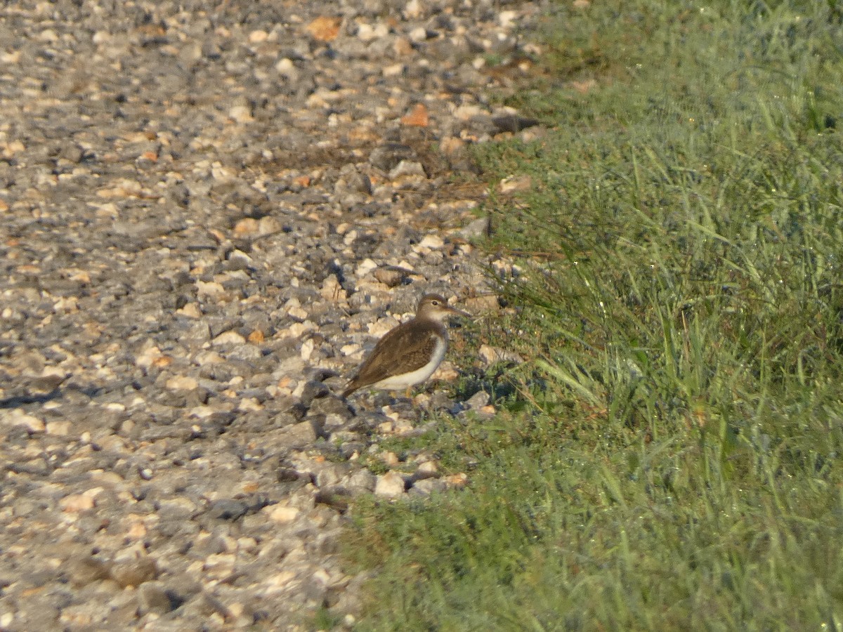 Spotted Sandpiper - ML614801659