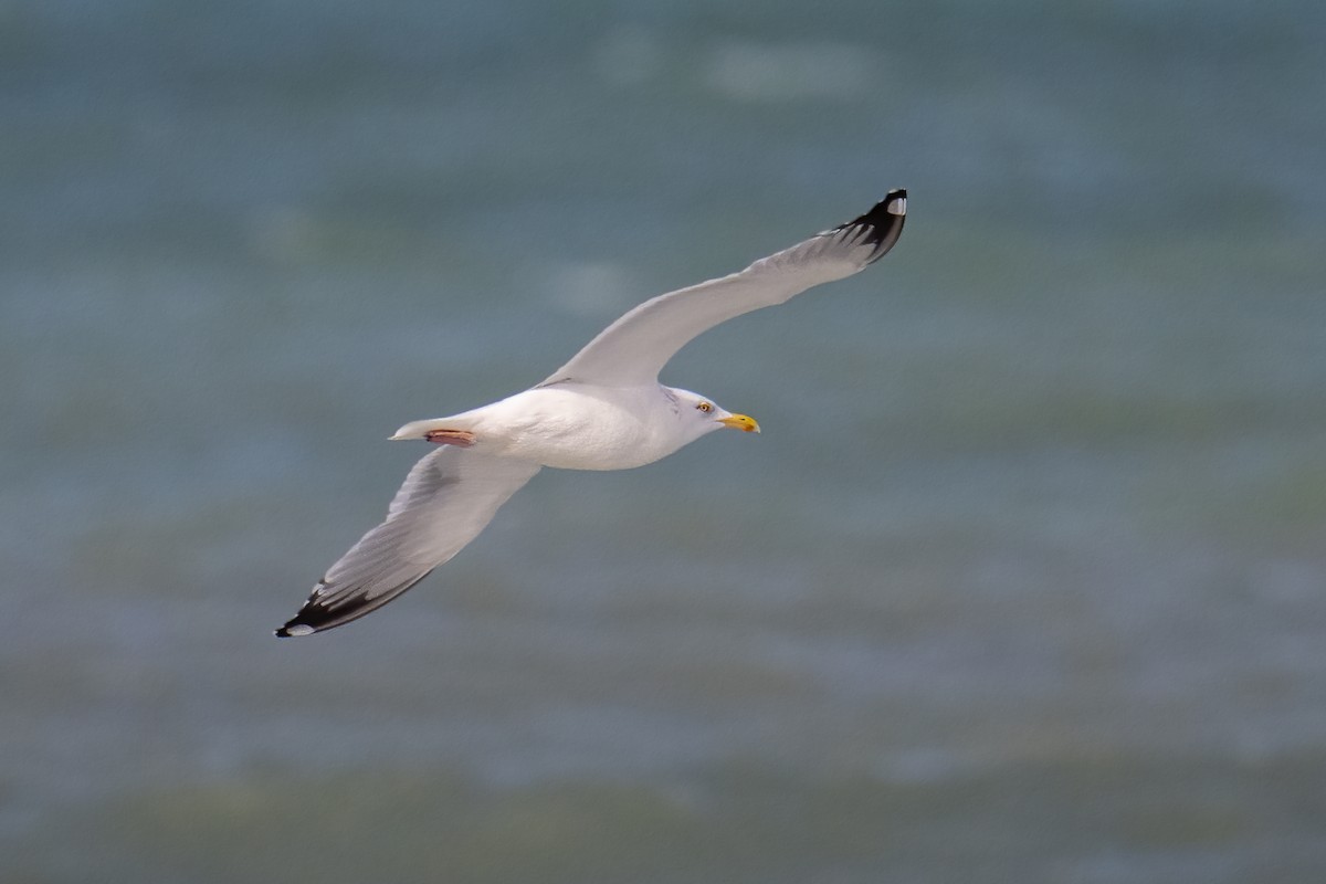 Lesser Black-backed Gull - ML614801713