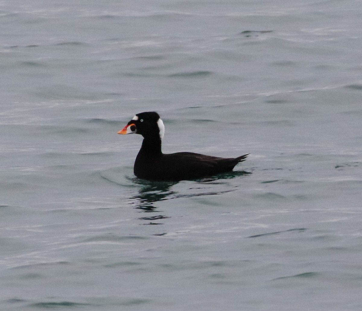 Surf Scoter - ML614801752