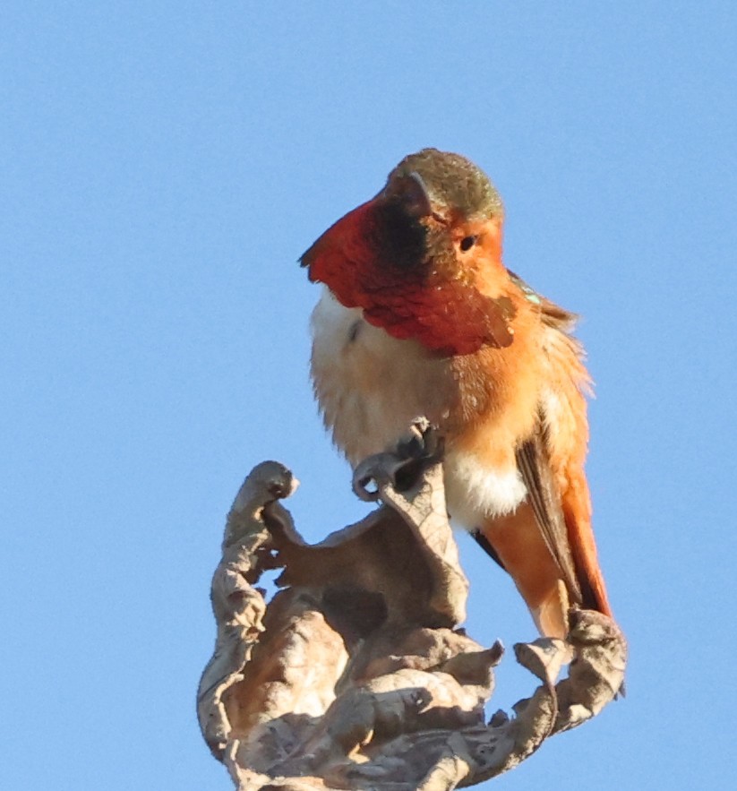 Allen's Hummingbird - George Nothhelfer