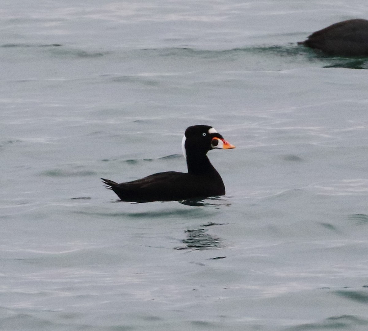 Surf Scoter - ML614801761