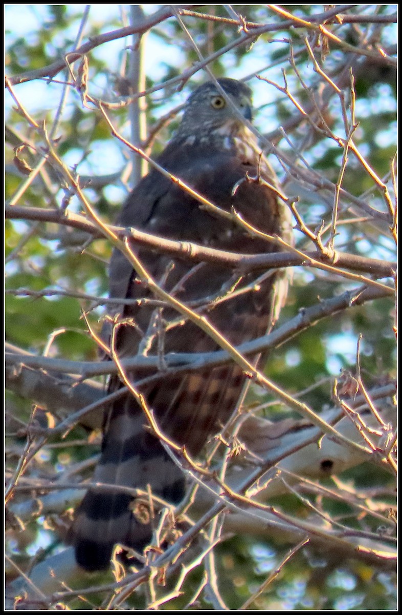 Cooper's Hawk - ML614801792